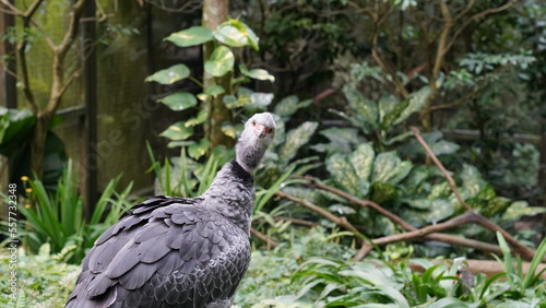 シロエリケズメシャクケイ（白襟削爪鶏、学名：Chauna torquata）
シロエリケズメシャクケイ は、南アメリカ に生息する大型の鳥で、シャクケイ科 (Anhimidae) に属します。見た目はガチョウに似ていますが、爪のような鋭い突起を持つ翼 を特徴とし、攻撃的な防御行動をとることがあります。 photo