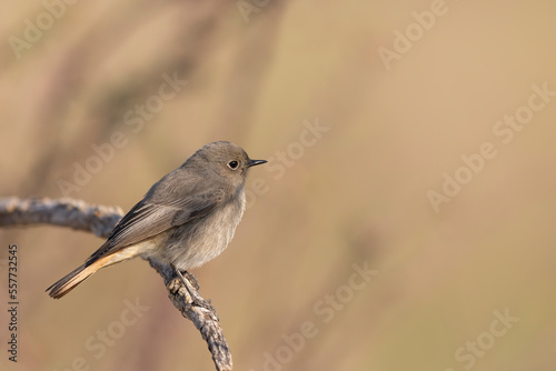 The black redstart (Phoenicurus ochruros) is a small passerine bird
