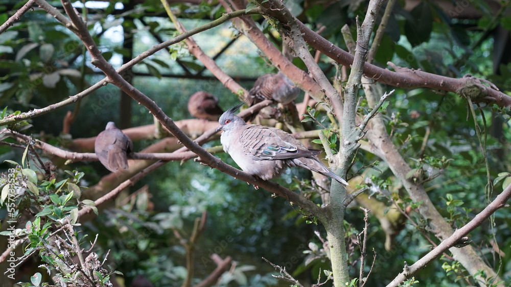 The Crested Pigeon (Ocyphaps lophotes) is a species of bird native to Australia. It's a member of the Columbidae family, which includes doves and pigeons.|冠鳩 The Crested Pigeon (Ocyphaps lophotes) is a species of bird native to Australia. It's a member of the Columbidae family, which includes doves and pigeons.|冠鳩