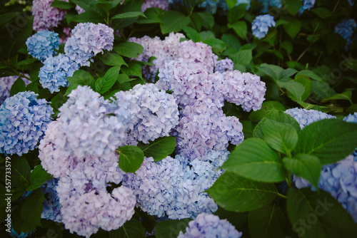 Beautiful garden of blue and purple hydrangeas. Background of c hydrangeas.