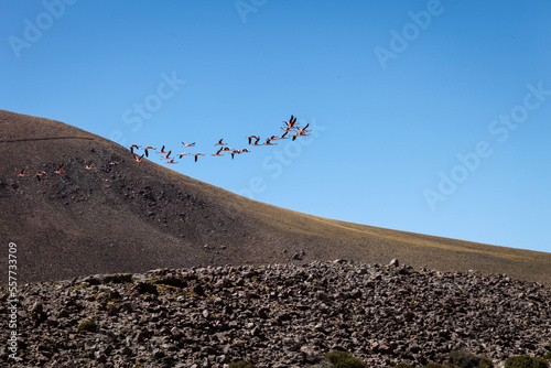 Flamingos im Flug - Altiplano-Puno, Chile photo