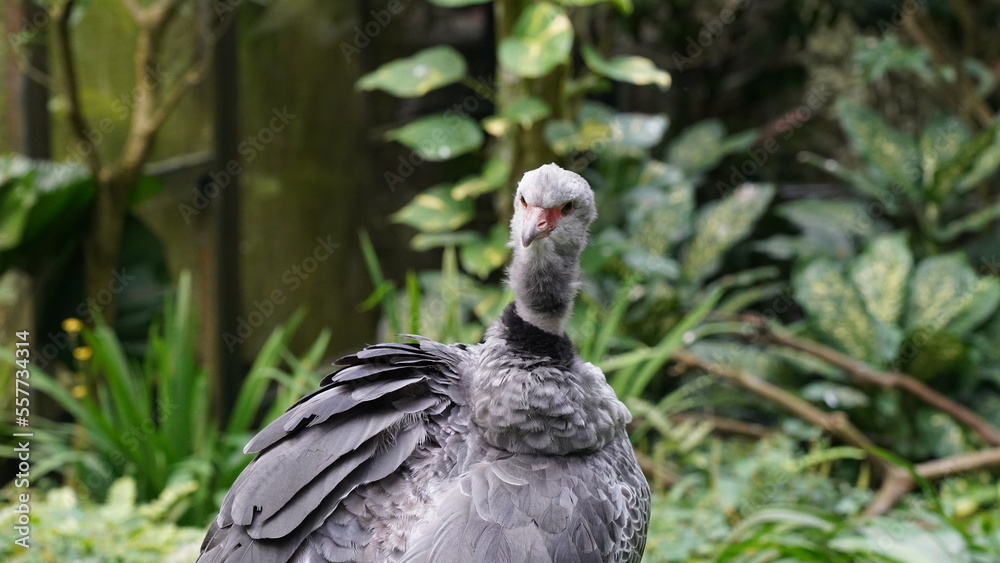 Southern Screamer|Chauna torquata|冠叫鴨 Southern Screamer|Chauna torquata|冠叫鴨