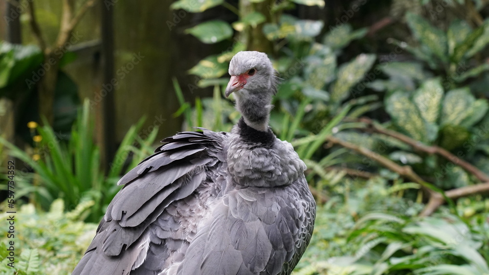 Southern Screamer|Chauna torquata|冠叫鴨 Southern Screamer|Chauna torquata|冠叫鴨
