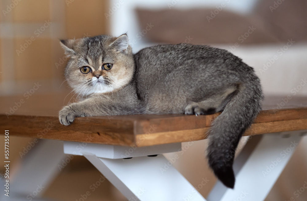 Britisch Kurzhaar Kitten  Luxus Katzen