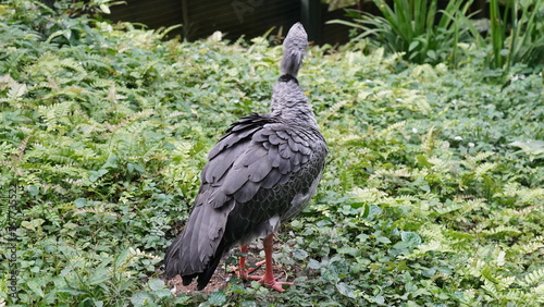 Der Südliche Schreitvogel (Chauna torquata), auch bekannt als Südlicher Schreiervogel, ist ein großer Vogel aus der Familie der Schreitvögel, der in Südamerika vorkommt.  photo