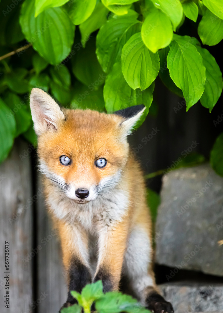 Rotfuchs Welpe - Vulpes vulpes Rotfuchs Welpe - Vulpes vulpes