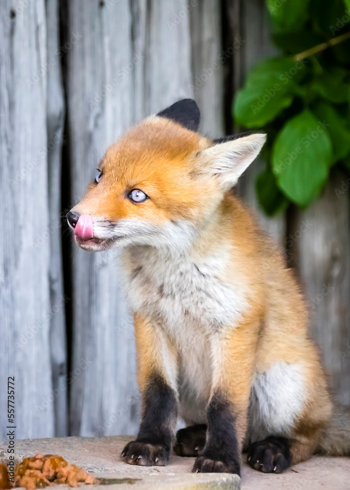 Obraz premium Rotfuchs mit blauen Augen - Vulpes vulpes