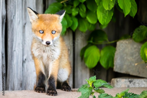 Rotfuchs mit blauen Augen - Vulpes vulpes