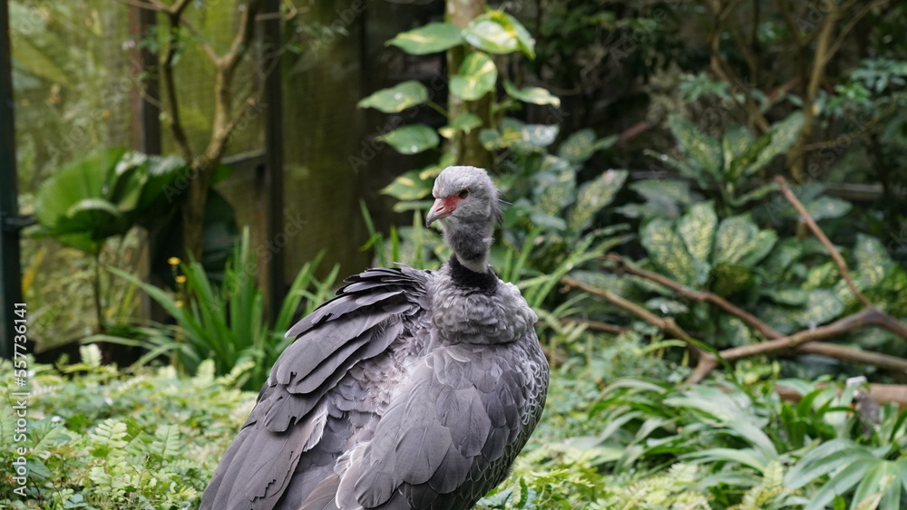 Southern Screamer|Chauna torquata|冠叫鴨 Southern Screamer|Chauna torquata|冠叫鴨