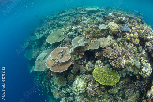 A healthy coral reef composed of a wide variety of reef-building corals grows in the Solomon Islands. This beautiful country is home to spectacular marine biodiversity and many historic WWII sites.