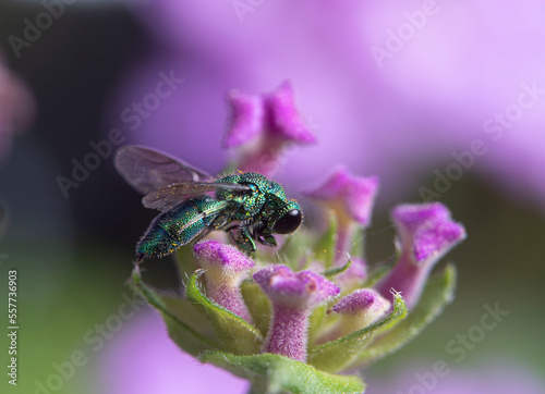 close-up cuckoo wasp in purple flower, this wasp can hypnotize cockroach