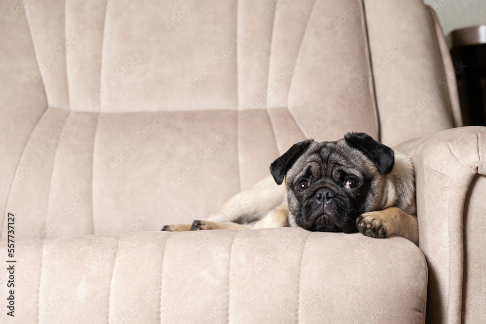A funny one-year-old pug lies on a light beige sofa, a place for text. Purebred small dogs, pet shop. A funny one-year-old pug lies on a light beige sofa, a place for text. Purebred small dogs, pet shop.