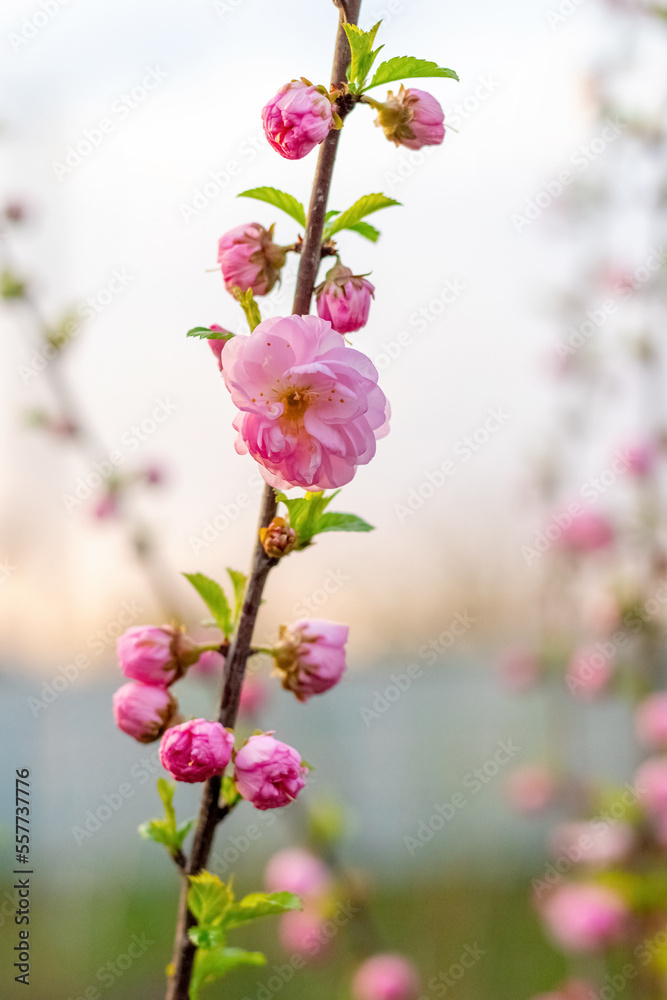 A branch of Japanese cherry with flowers and buds on the background of the sky A branch of Japanese cherry with flowers and buds on the background of the sky