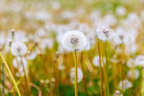 A meadow with overgrowth of white dandelions in soft pastel warm tones