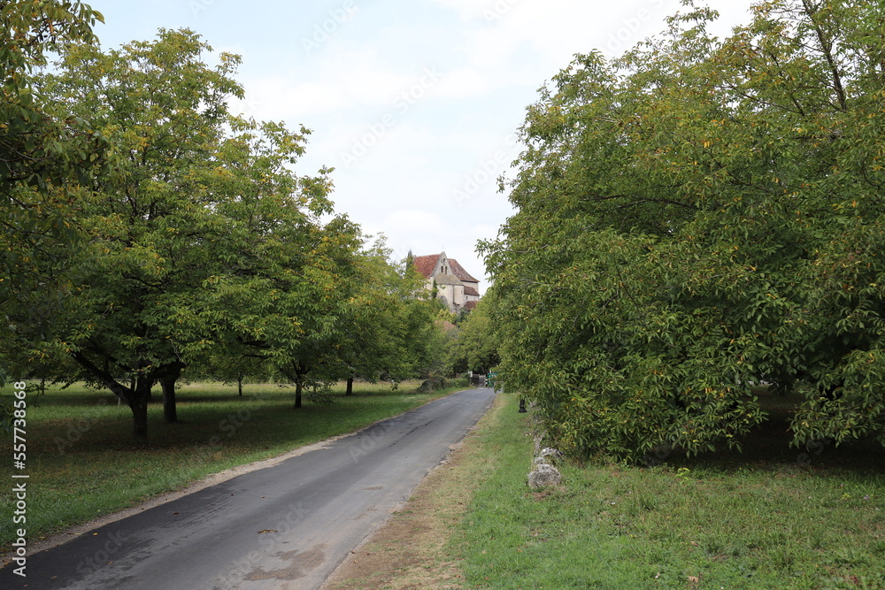 A rural road in the French Dordogne through a forest of walnut trees. A rural road in the French Dordogne through a forest of walnut trees.