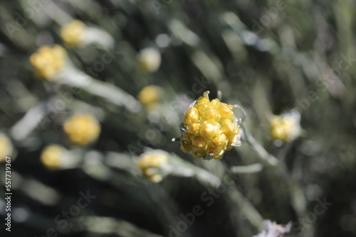 Helichrysum stoechas - Mediterranean strawflower - Curry plant - Eternal flower photo