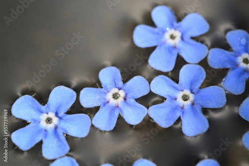 Myosotis flowers float on a black background