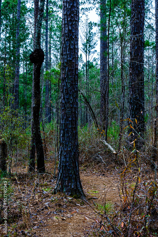 Obraz premium High Falls State Park, GA