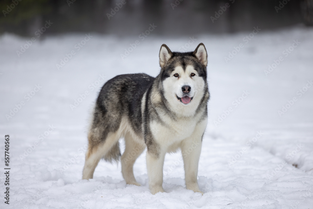 Malamute Dog Is Standing on Snowy Ground in Winter. Outdoor Portrait Photo Shoot.