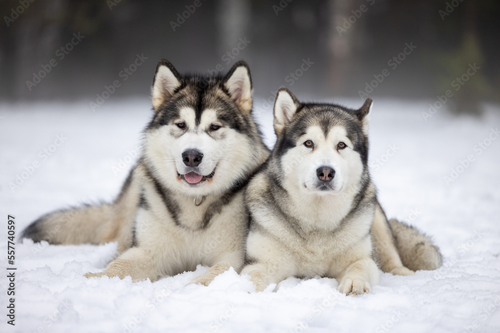 Couple Malamute Dogs Is Lying on Snowy Ground in Winter. Outdoor Portrait Photo Shoot.