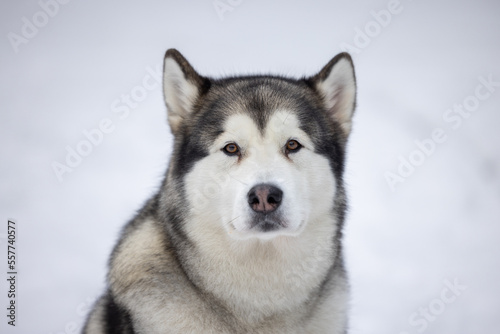 Fototapeta Naklejka Na Ścianę i Meble -  Malamute Dog Is Sitting on Snowy Ground in Winter. Outdoor Portrait Photo Shoot.