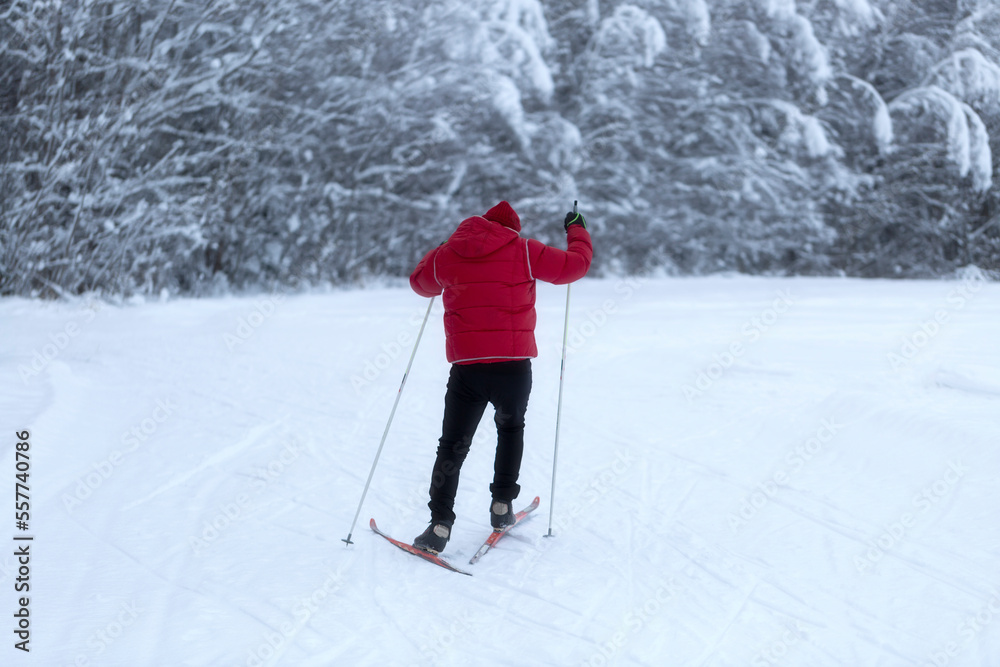 Cross Country skill. Skiing in the winter forest.