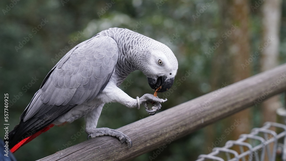 Obraz premium Psittacus erithacus|African Grey Parrot|非洲灰鸚鵡