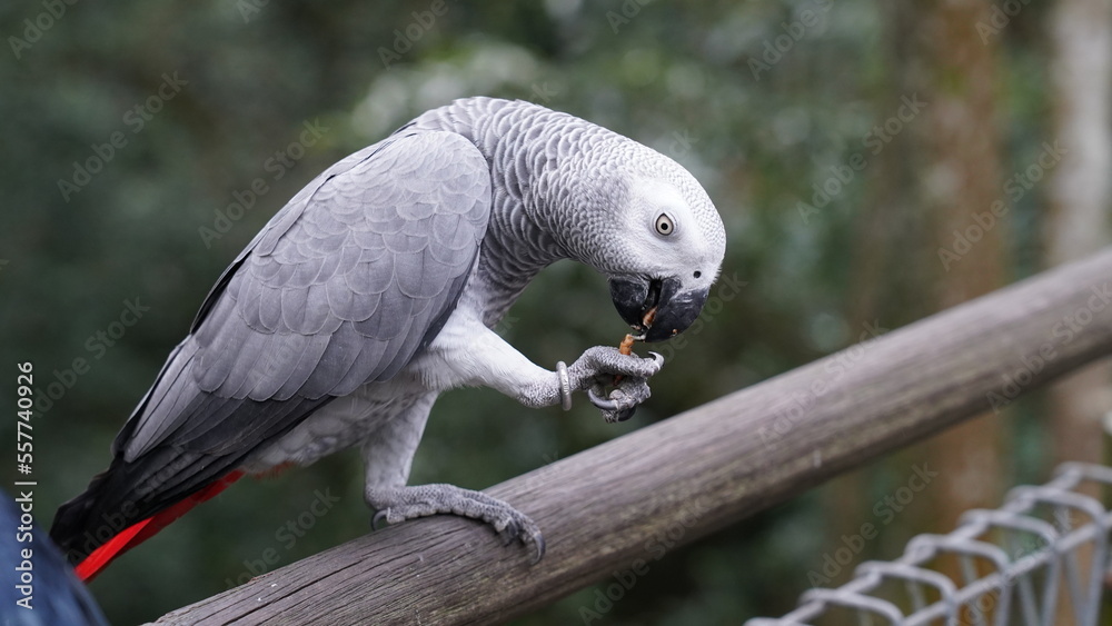 Obraz premium Psittacus erithacus|African Grey Parrot|非洲灰鸚鵡