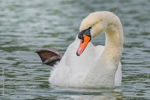 Schwan reckt und streckt sich im Wasser