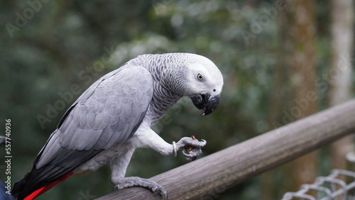 Psittacus erithacus African Grey Parrot                