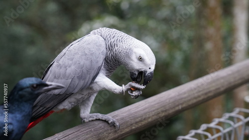 Psittacus erithacus|African Grey Parrot|非洲灰鸚鵡
