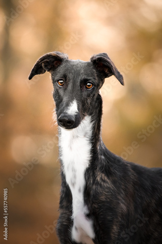 Portrait von einem jungen spanischen Windhund