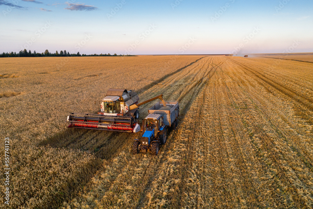 Fototapeta premium Volga region, harvest season. Combines harvest wheat at sunset. Aerial view.
