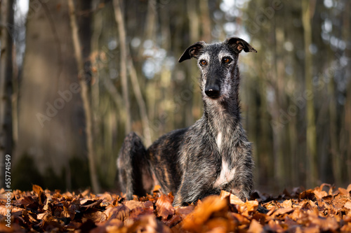 spanischer Windhund liegt im Herbstwald