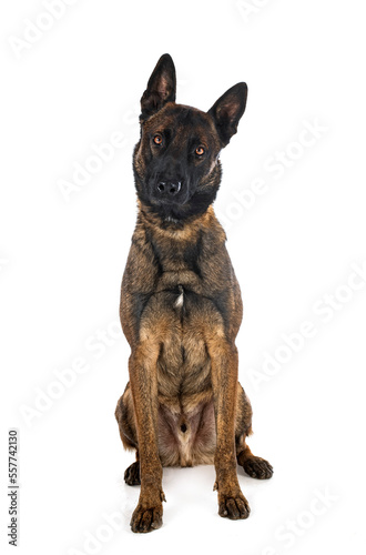 malinois in studio