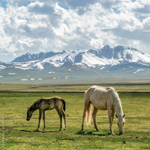 Wild horses in Kyrgyzstan nature green landscape with snowcapped mountains. Kyrgyzstan is a landlocked country located in central Asia, known for its rugged, mountainous terrain and grasslands.