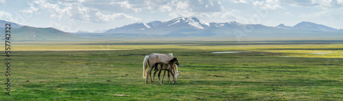 Wild horses in Kyrgyzstan nature green landscape with snow capped mountains. Kyrgyzstan is a landlocked country located in central Asia, known for its rugged, mountainous terrain and grasslands.