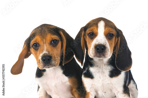 young beagles in studio