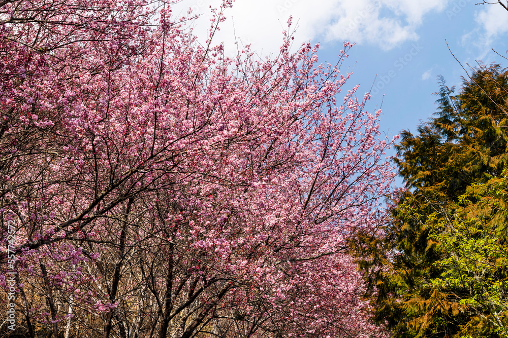 Landscape view of pink cherry blossoms at the sakura gardens of Wuling Farm in Taichung, Taiwan. Landscape view of pink cherry blossoms at the sakura gardens of Wuling Farm in Taichung, Taiwan.