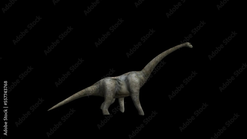 Dinosaur Brontosaurus Walking Transparent Alpha Video Animation Dinosaur Brontosaurus Walking Transparent Alpha Video Animation