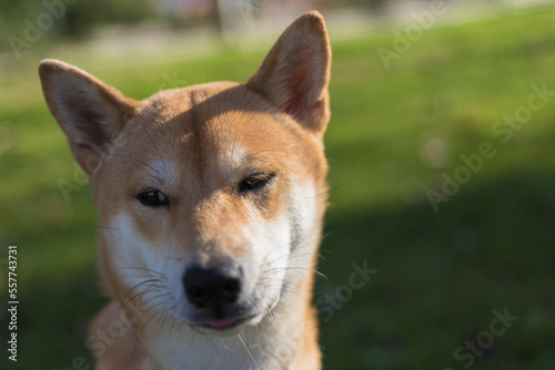 puppy dog       breed japanese shiba inu
