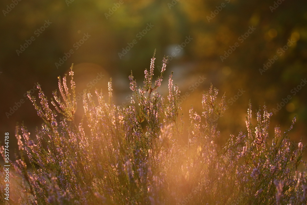 Pink flower heathers in the sunset