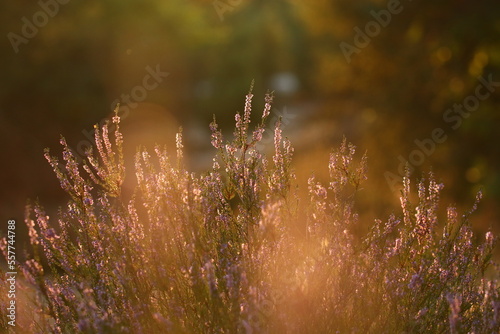 Obraz na płótnie Pink flower heathers in the sunset w salonie