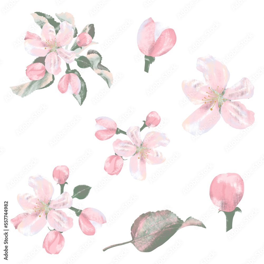 Apple tree flowers leaf bud set on a white background, digital drawing. Apple tree flowers leaf bud set on a white background, digital drawing.