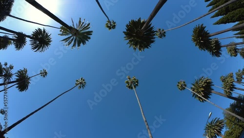 Palm trees in Beverly Hills, Los Angeles, California