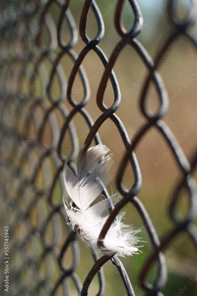 Feather on the wire netting. Desire for freedom and cage