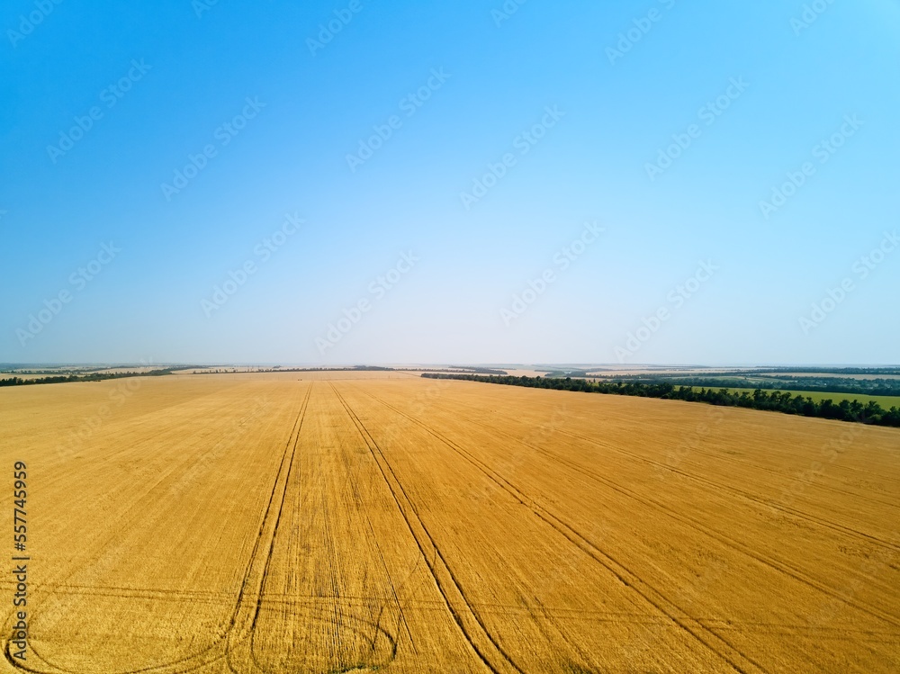 Aerial of wheat field. Drone camera flying above golden cereal farmland in countryside. Top view of grain crops in Ukraine near Mariupol.