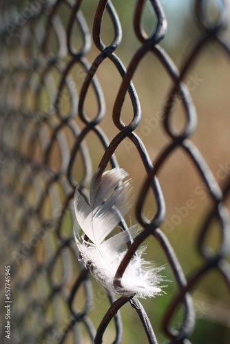 Obraz na płótnie Feather on the wire netting. Desire for freedom and cage w salonie