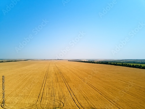 Aerial of wheat field. Drone camera flying above golden cereal farmland in countryside. Top view of grain crops in Ukraine near Mariupol.