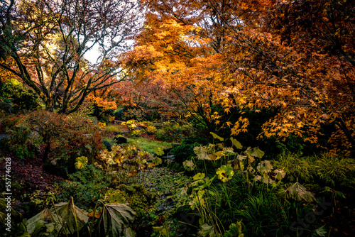 Autumnal Garden © Steve
